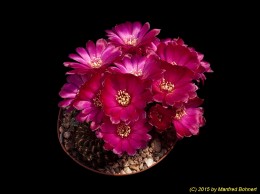 Sulcorebutia tiraquensis v. totorensis HS151 2104